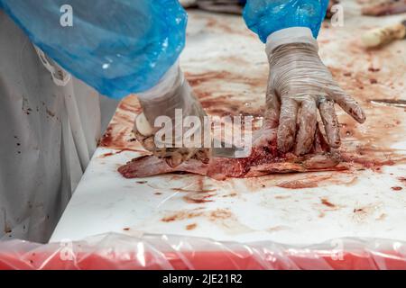 East Peoria, Illinois - lavoratori a Sorce Freshwater processo e confezione argento carpa (Hypophthalmichthys molitrix) catturati nel fiume Illinois. Un inv Foto Stock