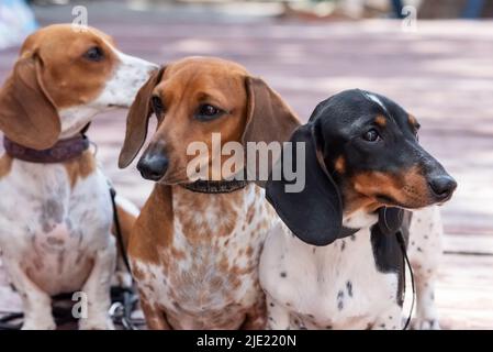 Tre simpatici dachshund pygmy avvistati su un podio di legno. Foto di alta qualità Foto Stock