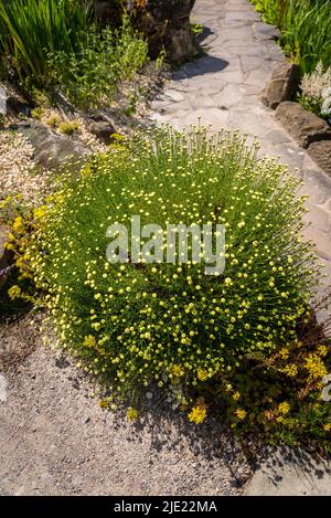 Tansy, The Rock Garden, RHS Wisley Gardens, Surrey, Inghilterra, REGNO UNITO Foto Stock