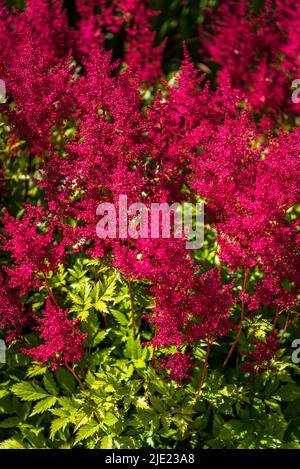 Astilbe 'Mantgomery' (ibrido japonica), falsa barba di capra Foto Stock