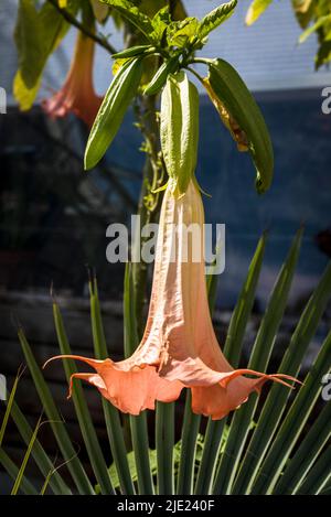 Brugmansia x cubensis 'Drago Rosa', tromba angelo Foto Stock