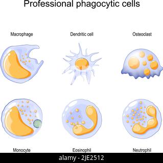 Fagocitosi. Cellule fagocitiche professionali. Neutrofili, macrofagi, monociti, cellule dendritiche, osteoclasti ed eosinofili sono una risposta immunitaria Illustrazione Vettoriale