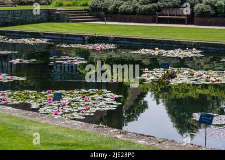 Lily stagno formale in Jellicoe Canal, RHS Wisley Garden, Surrey, Inghilterra, Regno Unito Foto Stock
