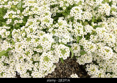 Fiore bianco Lobularia maritima 'cristalli di neve', Fiori dolci di Alyssum Foto Stock