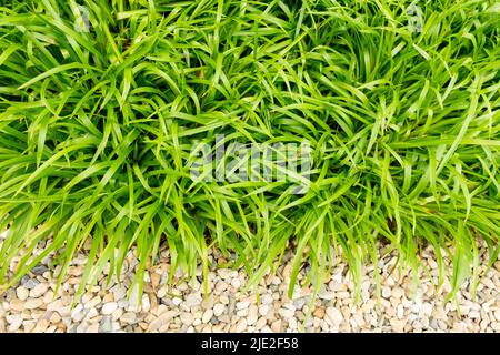 Grande corsa al legno Luzula sylvatica, coltivazione in giardino, confine, bordatura, impianto, giardino di ghiaia Foto Stock