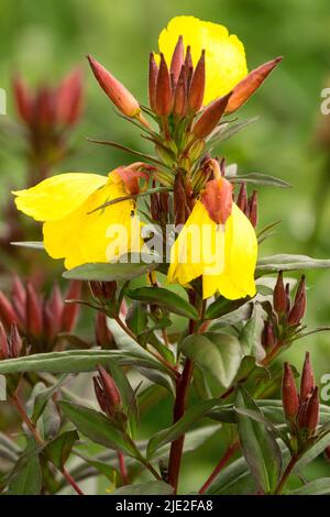 Sera Primrose, Oenotha frutticosa 'Sonnenwende', Oenotha 'Sonnenwende' Foto Stock