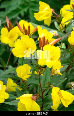 Sera Primrose, Oenotha frutticosa 'Sonnenwende', Oenotha 'Sonnenwende' Foto Stock