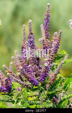 Leadplant, Ampha fruticosa, Desert Indigo, fioritura, arbusti, Viola, Spikes, Falso Indigo Bush Foto Stock