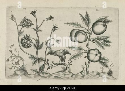 Doppia colonna e mela, Cognoscite lilia (titolo della serie), Doppia colonna (Aquilegia vulgaris) e mela (Malus pumila Miller), numerate 80 e 81. Tra loro un uccello di preda., tipografia: Crispijn van de Passe (i), (attribuito a), dopo disegno di: Crispijn van de Passe (i), (attribuito a), editore: Crispijn van de Passe (i), tipografia: Colonia, dopo disegno di: Colonia, editore: Colonia, editore: Londra, 1600 - 1604, carta, incisione, altezza 127 mm x larghezza 205 mm, altezza 172 mm x larghezza 272 mm Foto Stock