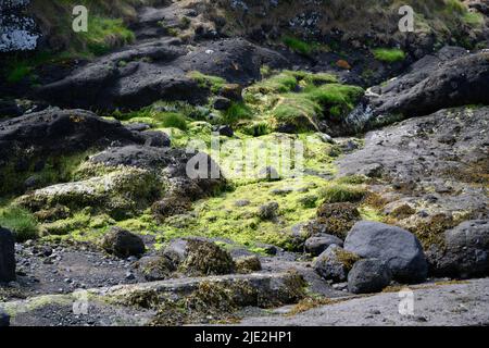 Muschio sulle rocce della spiaggia Foto Stock