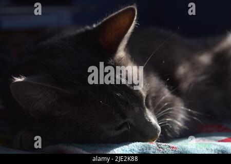 gatto tabby grigio che dorme in un fascio di sole caldo Foto Stock