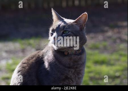 Tabby grigio esterno guardando qualcosa Foto Stock