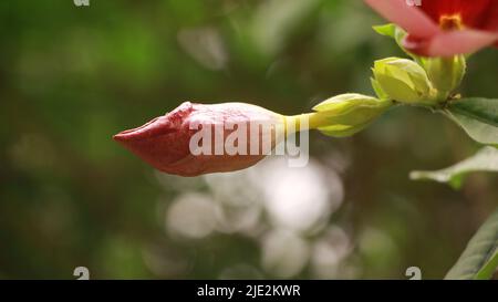Cosmos bipinnatus Cosmo Rosa fiore tra pisello dolce fiori. Foto Stock