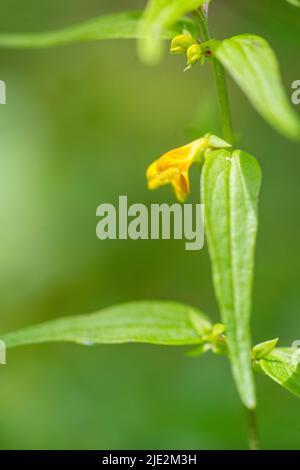 Melampyrum sylvaticum, il frumento tenero della specie bovina è una specie di pianta del genere Melampyrum. Foto Stock