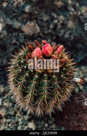 Cactus con un bel fiore rosa tra le pietre della serra Foto Stock