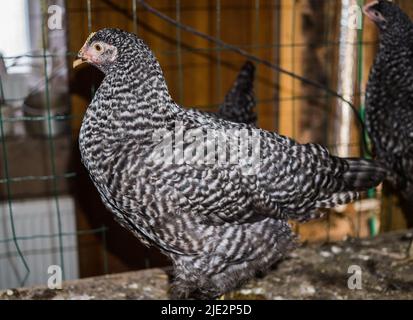 Pollo piccante nel capannone del villaggio Foto Stock