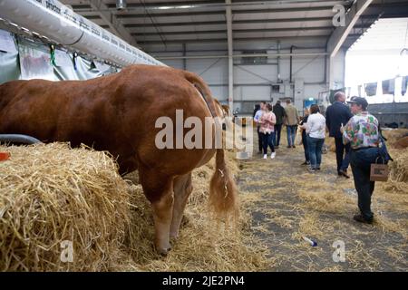 Edimburgo. Scozia, Regno Unito. 24th giugno 2022. Giorno 2 al Royal Highland Show. PIC Credit: Pako Mera/Alamy Live News Foto Stock