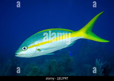 Snapper di coda gialla sulla barriera corallina di Little Cayman Island nei Caraibi Foto Stock