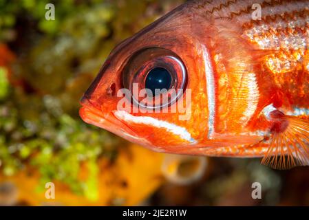 Squirrelfish sulla barriera corallina a Little Cayman Island nei Caraibi Foto Stock