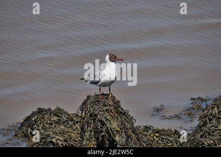 Gabbiano a testa nera (Chrocicocephalus ridibundus) nel piumaggio estivo. L'uccello è stato colorato-ringed come parte di un progetto di studio Foto Stock