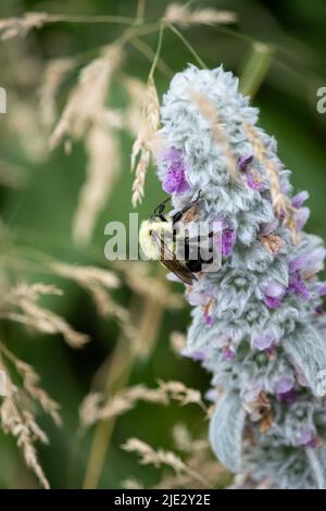 L'orecchio di agnello fiori su verticillasters, Stachys byzantina, con l'ape bumble che recupera nettare, primavera, Lancaster, Pennsylvania Foto Stock