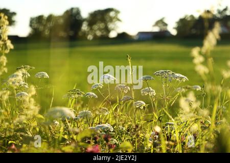 Alcune ragazze che raccolgono i fiori nel fosso lungo una strada di campagna il giorno prima della vigilia di mezza estate. Come in Norvegia e Finlandia, si ritiene che se una ragazza sceglie 7 fiori diversi in silenzio della notte di mezza estate e li mette sotto il suo cuscino, sognerà il suo futuro marito. Foto Stock