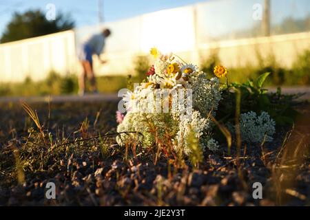 Alcune ragazze che raccolgono i fiori nel fosso lungo una strada di campagna il giorno prima della vigilia di mezza estate. Come in Norvegia e Finlandia, si ritiene che se una ragazza sceglie 7 fiori diversi in silenzio della notte di mezza estate e li mette sotto il suo cuscino, sognerà il suo futuro marito. Foto Stock