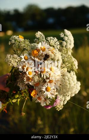 Alcune ragazze che raccolgono i fiori nel fosso lungo una strada di campagna il giorno prima della vigilia di mezza estate. Come in Norvegia e Finlandia, si ritiene che se una ragazza sceglie 7 fiori diversi in silenzio della notte di mezza estate e li mette sotto il suo cuscino, sognerà il suo futuro marito. Foto Stock