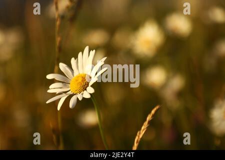 Alcune ragazze che raccolgono i fiori nel fosso lungo una strada di campagna il giorno prima della vigilia di mezza estate. Come in Norvegia e Finlandia, si ritiene che se una ragazza sceglie 7 fiori diversi in silenzio della notte di mezza estate e li mette sotto il suo cuscino, sognerà il suo futuro marito. Foto Stock