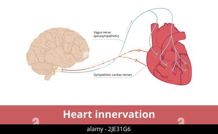 Innervazione cardiaca. Lo schema di base della contrazione cardiaca e del sistema di controllo della frequenza cardiaca attraverso il nervo vagus e i nervi cardiaci simpatici. Illustrazione Vettoriale