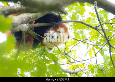 Piccolo panda rosso in appoggio in un albero di fronte alla macchina fotografica. Questo è un piccolo mammifero arboree nativo del Himalaya orientale e sud-ovest della Cina che ha Foto Stock