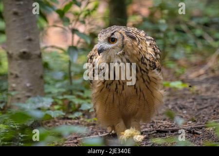 L'aquila-gufo indiano, l'aquila-gufo di roccia o l'aquila-gufo del Bengala, Bubo bengalensis, mangiando una preda sul pavimento della foresta Foto Stock