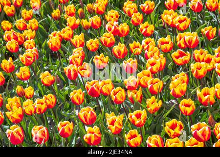 Fiore colorato olandese giallo rosso tulipani campo di fiori sotto un cielo blu. Zeeland, Paesi Bassi Foto Stock