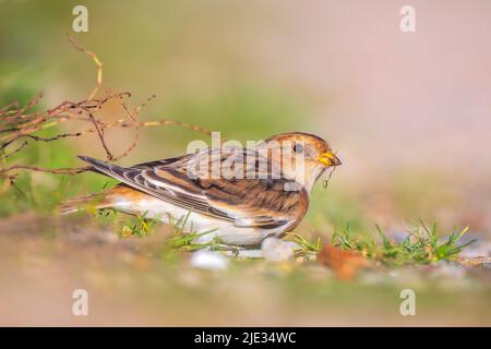 Primo piano di un manto di neve, Plettrophenax nivalis, uccello foraging in erba Foto Stock