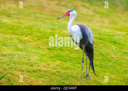 Primo piano di una gru wattled, grus carunculata, uccello foraging in un prato verde Foto Stock