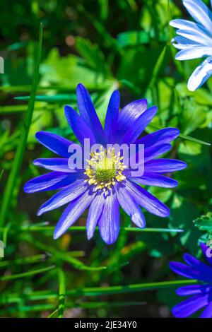 Blanda anemone, anemone balcanico, fiore a vento greco o fiore a vento invernale. Un erbaceo perenne erbaceo con fiori viola blu Foto Stock