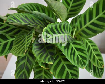 Primo piano delle foglie di Calathea zebrina (la pianta della zebra). Le foglie sono striate con due tonalità di verde. Pianta isolata su sfondo bianco. Foto Stock