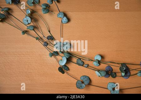 Stringa di cuori casa pianta (Ceropegia woodii) viti di coda isolato su uno sfondo di legno marrone. Orientamento orizzontale. Foto Stock