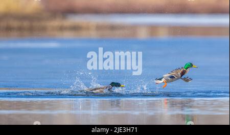 Drake mallards nel Wisconsin settentrionale. Foto Stock