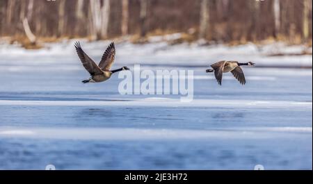 Oche del Canada che volano su un lago ghiacciato nel Wisconsin settentrionale. Foto Stock
