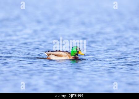 Drake mallard nel Wisconsin settentrionale. Foto Stock