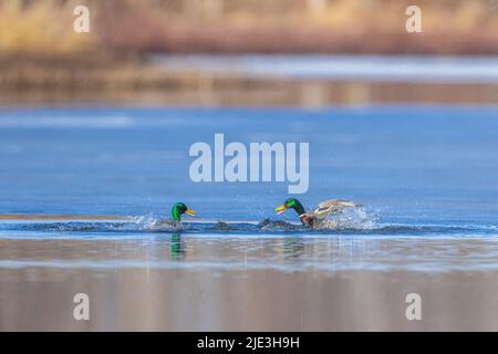 Drake mallards nel Wisconsin settentrionale. Foto Stock