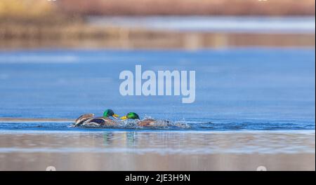 Drake mallards nel Wisconsin settentrionale. Foto Stock