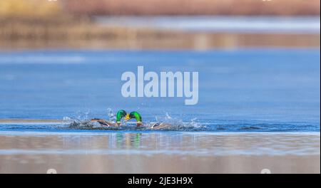 Drake mallards nel Wisconsin settentrionale. Foto Stock