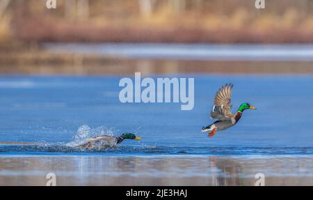 Drake mallards nel Wisconsin settentrionale. Foto Stock