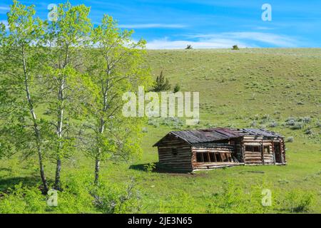 vecchio fienile di pollo in un prato ai piedi del torrente di selce vicino cervi lodge, montana Foto Stock