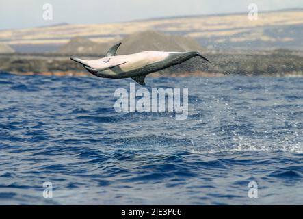 Questo delfino spinner, Stenella longirostris, sta saltando fuori dall'acqua, possibilmente per rimuovere la remora sul suo lato inferiore tra le sue pinne pettorali, Foto Stock