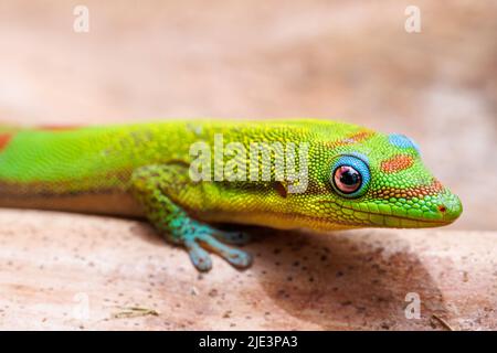 Uno sguardo da vicino alla testa di una polvere d'oro giorno gecko, Phelsuma laticauda, Hawaii. Foto Stock