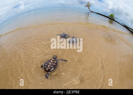 Le tartarughe marine verdi di recente cova, Chelonia mydas, una specie in via di estinzione, si recheranno verso l'oceano al largo dell'isola di Yap, Micronesia. Foto Stock