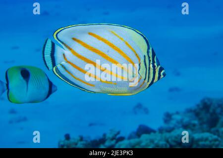 Il pesce farfalla ornato, Chaetodon ornatissimus, si trova spesso a coppie e si nutrono di corallo vivo, Hawaii. Un pesce farfalla di lacrima, Hemitaurichthys un Foto Stock